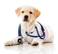 Emergency Veterinarian Service in Pine Grove, PA