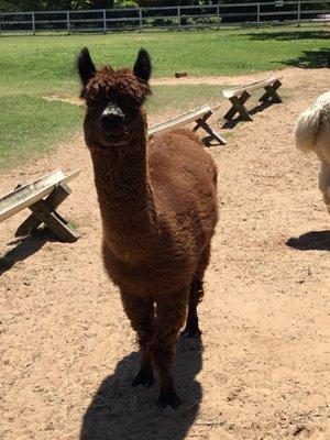 Just about ready for shearing!