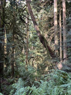 Beautiful old trees and ferns are everywhere