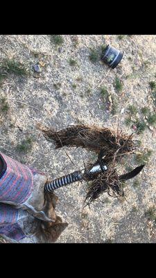 Preventive maintenance on main line roots pulled out