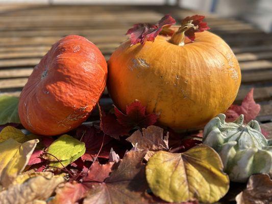 Fall Harvest in the trees!