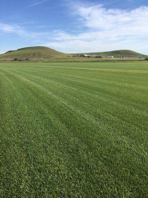 Picture of our field ready for harvest.