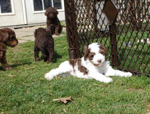 Labradoodle puppies 2021!