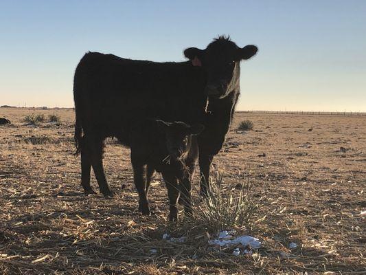 Cow/calve operation