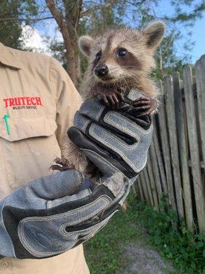 Raccoon rescued from attic