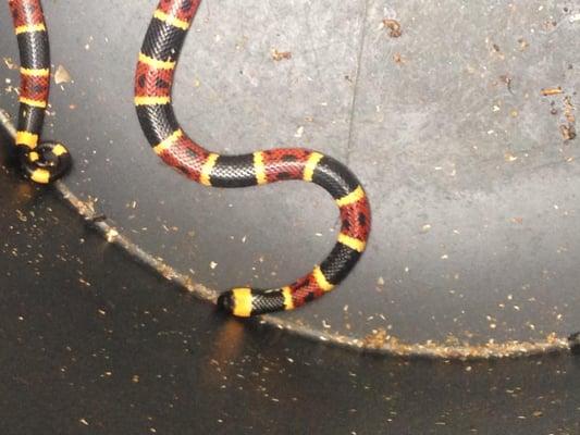 We removed this coral snake from an Estero home.  You can trust Alford Wildlife's experienced employees to handle all venomou...