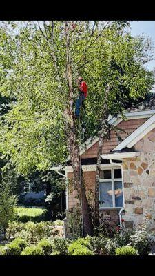 Affordable Tree Trimmers