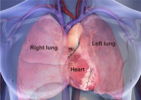 The heart is in the center of the chest surrounded by the lungs.