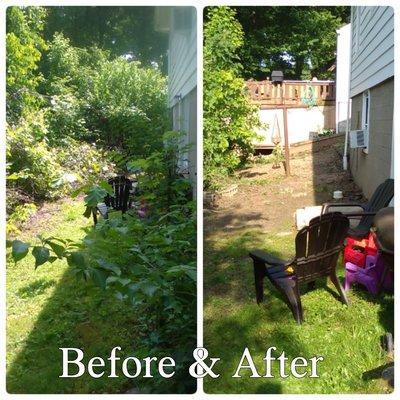 Bush removal, yard cleanup