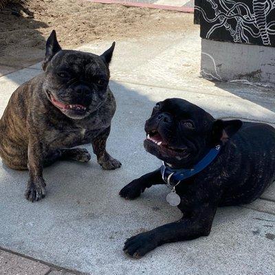 Kona & her boyfriend Bentley enjoying the shade at the Westminster Dog Park in Venice Beach!