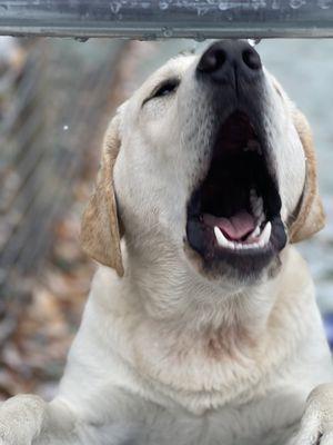 Happy dogs!