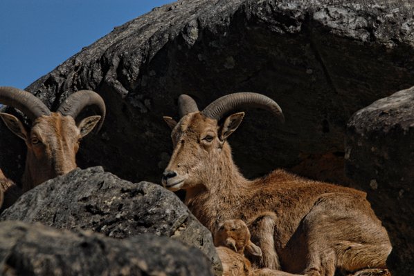 Alpine Ibex