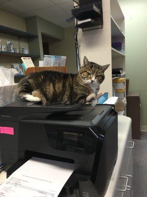 Bosley relaxing on the printer, waiting for important information.