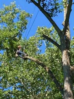 Out on a limb professional tree care