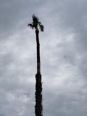 Palm tree that we trimmed last week.