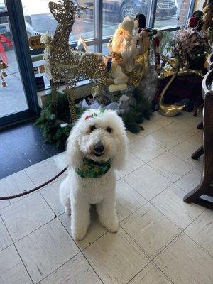 Oh my Dixie, your Christmas bandana and bow is so pretty