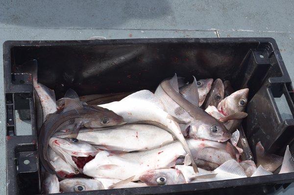 Full load of Haddock on The Whistler!