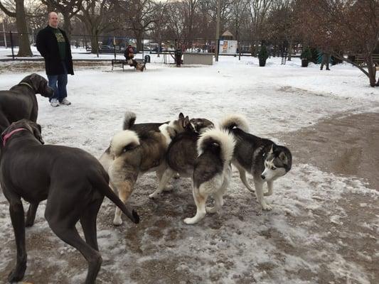 Great pack of huskies :)