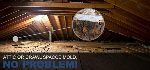 Attic Mold