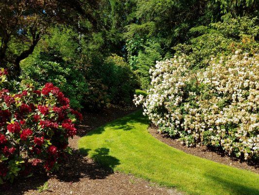 Downs'rhododendron Gardens