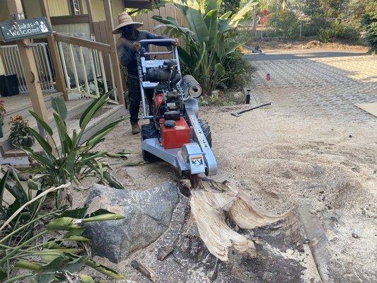 stump grinding