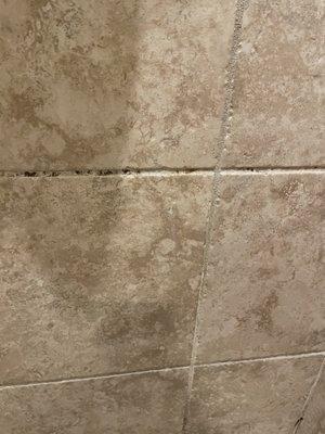 Mold and mildew in shower