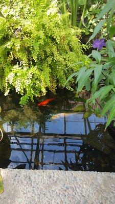 Koi Pond