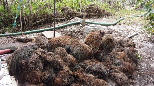 Roots removed from septic tank