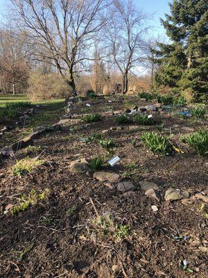 Day lily bed