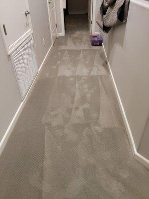 Super clean carpet