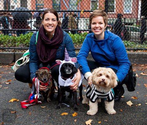 Dog parade