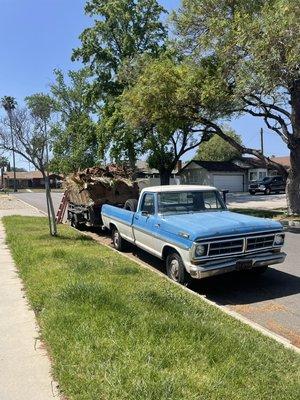 Palm Fronds cleaned out from yard