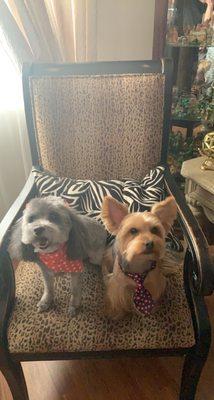 Poodle and Yorkie