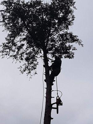 Ramirez Tree In Yard Care