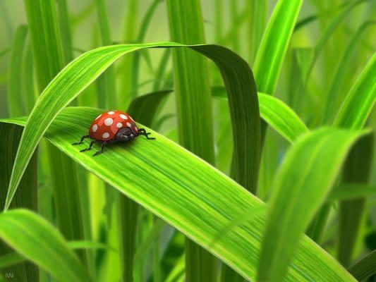 Ladybug Farms and Bakery