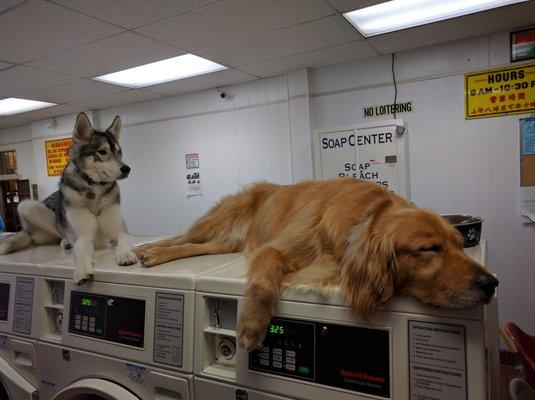 The owner brings in his Golden every night... Sometimes his daughter's husky comes along too!