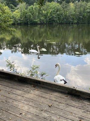 swans in the river