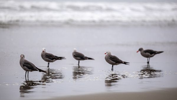 Manresa State Beach