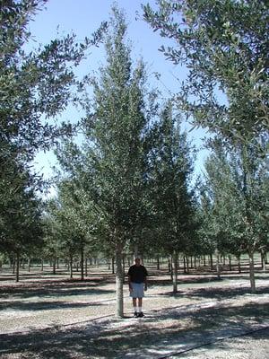 Southern Pride Tree Farm Inc