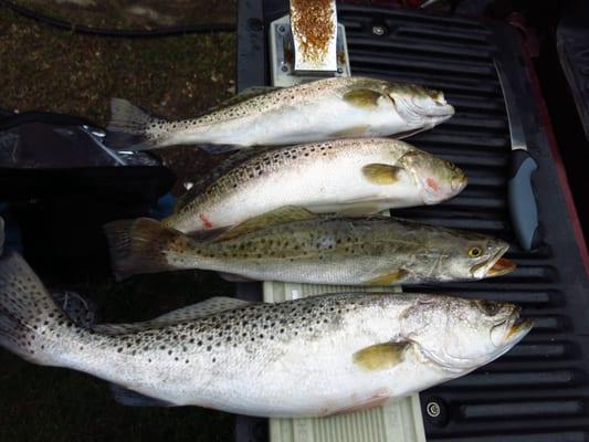 Sea Trout! It's what's for dinner when you charter Casting Kayaks.