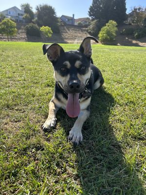 Scotty 1 year old rescue puppy, a happy, smart lovable guy!