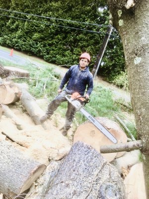 Tree cutting down