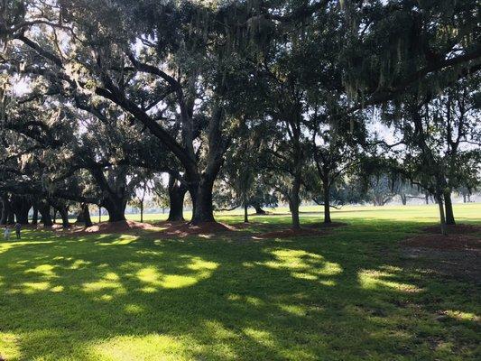 Avenue of Oaks