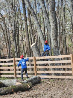 tree service