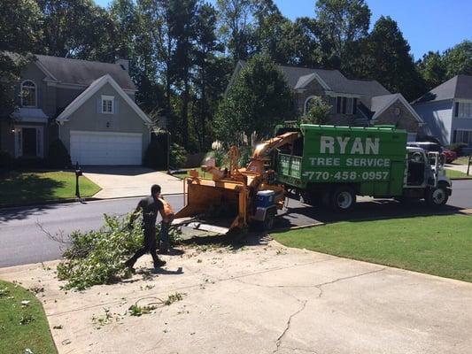 Cleaning up as they cut each tree.