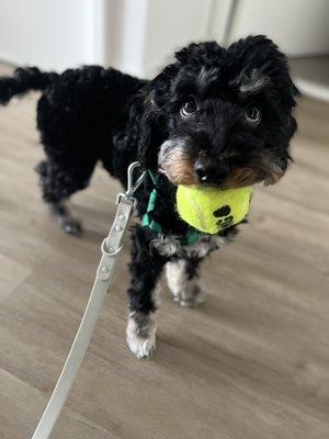 Sweet faced Obie with his ball.