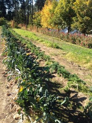 Kale at Greenbluff