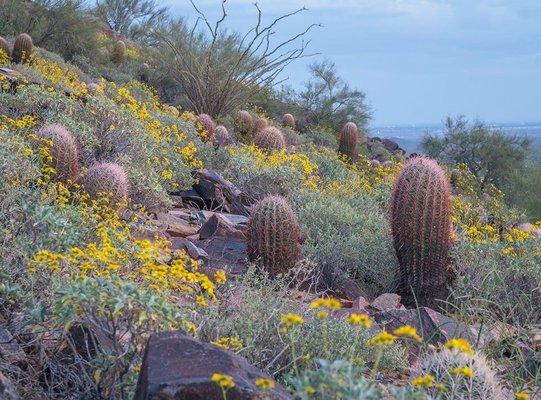 Anz-Borrego desert bloom