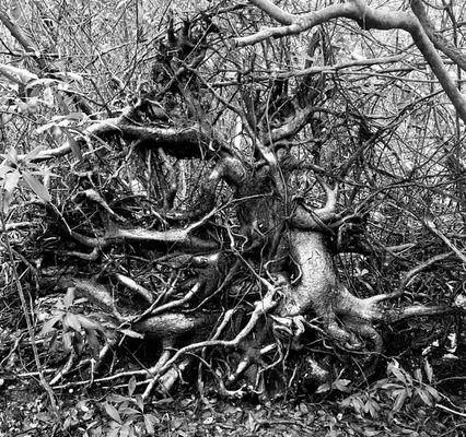 Uprooted tree from past hurricanes