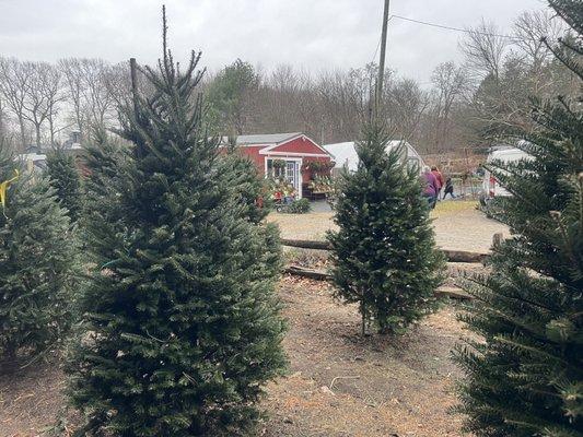 Christmas Trees, the shop and the green house in the back.